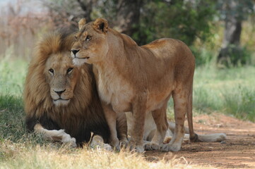 Naklejka premium Lion and lioness. Johannesburg, South Africa