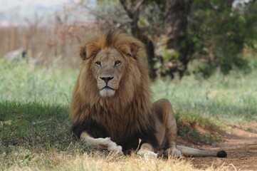 Fototapeta na wymiar lion in the wild