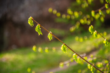 leaves on a branch