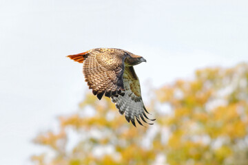 A Red-tailed Hawk with beautiful feathers flying by at close range in the Fall season.
