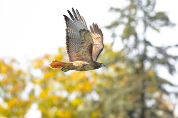 Close up of a beautiful Red-tailed Hawk flying through a mixed forest setting in the Fall Season.