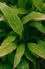 Leaf 