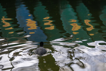 duck in the water