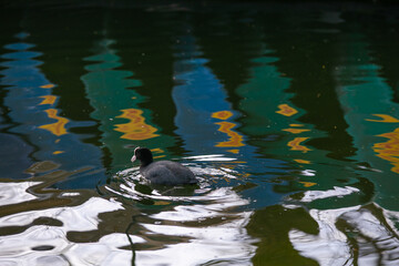 duck on the water