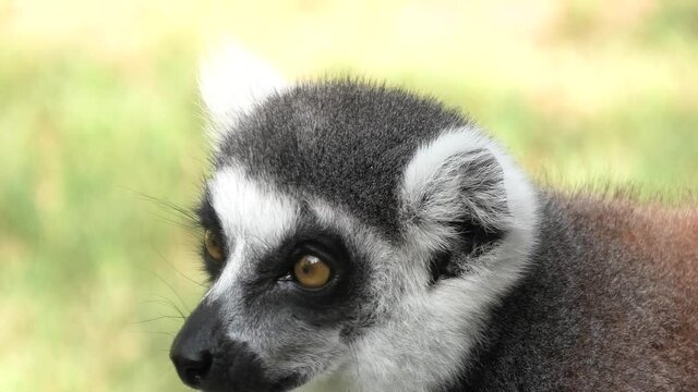 Face of a strepsirrhine primate ring-tailed lemur of Madagascar. Lemur catta species endemic to the island of Madagascar of Africa.