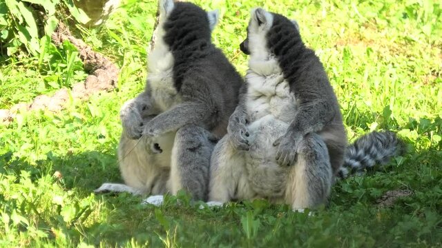 Two ring-tailed lemurs of Madagascar, sitting on the grass. Lemur catta species from island of Madagascar in Africa.