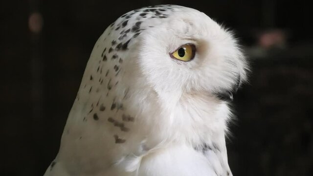 Close-up of nocturnal snowy owl or polar owl. Bubo scandiacus species from Arctic regions of North America and the Palearctic. Falconry birds of prey. Adult female.