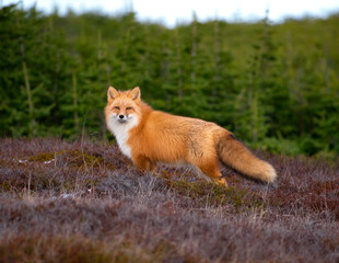 Naklejka na ściany i meble Red fox with a lush fur coat