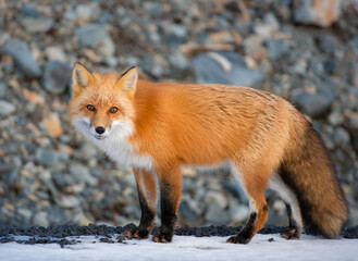 Red fox posing on the roadside