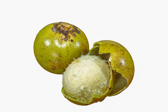 Mature Macauba Fruit (Acrocomia aculeata) isolated on white background