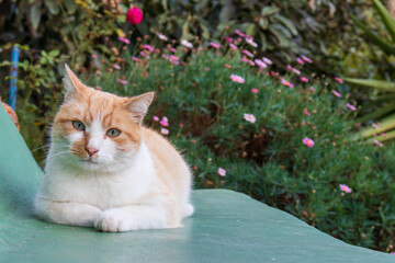 Felis catus cat with green eyes close up portrait