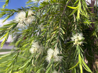 Beautiful bloom of Callistemon salignus