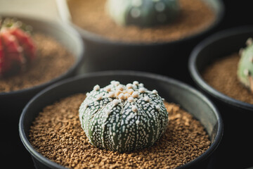 Astrophytum cactus close up with Akadema stone . Astrophytum Catus in black pot. Astrophytum asterias cactus. Top view of Astrophytum Asterias .