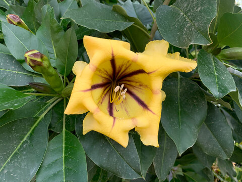 Flower of exotic liana Solandra (Solandra grandiflora)