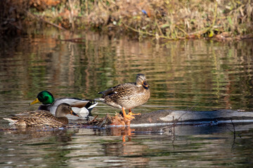 three mallards basking in the sun. Hen standing on a log