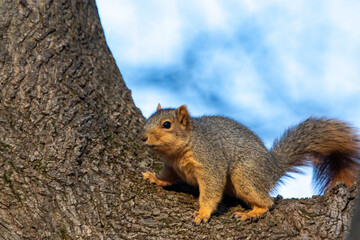 Red Fox squirrel sitting in the crotch of a tree