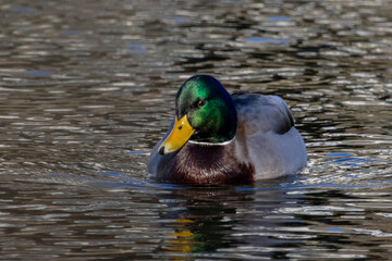 Obraz premium Mallard Drake green head duck front profile