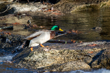 Duck  walking up rocks on a creek 