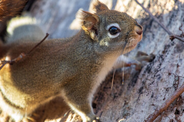 close up of a red squirrel 