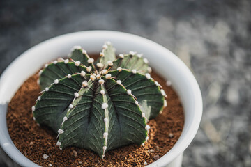 Gymnocalycium mihanovichii is a type of cactus or succulents tree. Minimal green cactus houseplant on soil background. cactus light sunset nature background. Cactus in green house.