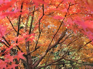 深まる秋の紅葉