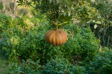 fresh pumpkin hanging on tree branch and growing naturally in garden. 