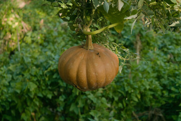 fresh pumpkin hanging on tree branch and growing naturally in garden. 
