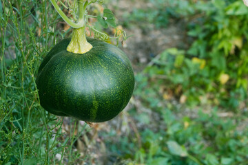 gem squash growing naturally in field of grass. 