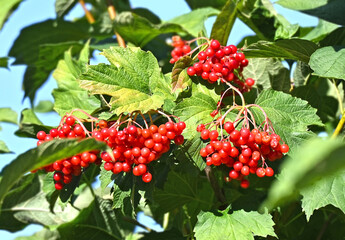 Viburnum on branch