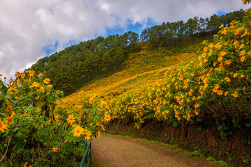 Fototapeta na wymiar yellow mexican sunflower field on the hill