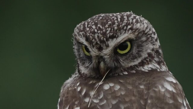 eagle owl shot with black background wild life nature close up footage