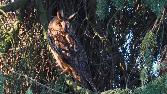 Bird of prey species  Tawny Owl Strix aluco. An owl in a beautiful autumn forest rests on the trunk of a broken tree Camouflaged with the natural environment