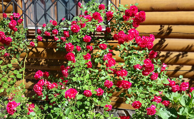 Fototapeta na wymiar Beautiful rose flower