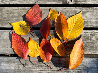 Fototapeta na wymiar Leaves that turned bright in autumn_04