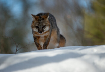 Cross Fox on the prowl