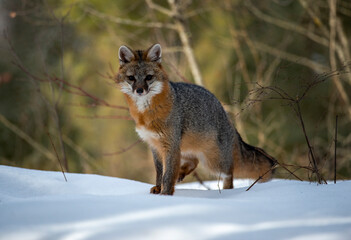 Cross Fox on the prowl