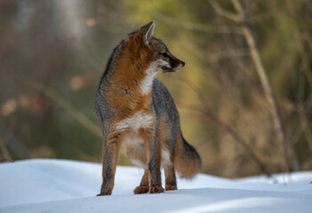 Cross Fox on the prowl