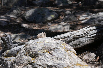 Naklejka na ściany i meble Small ground squirrel hiding behind rock