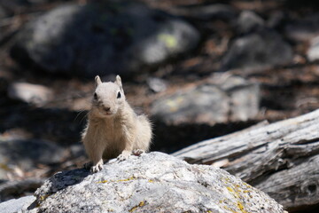 Curious little ground squirrel sitting on rock and watching