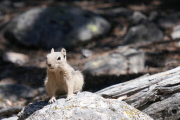 Small ground squirrel watching from rock