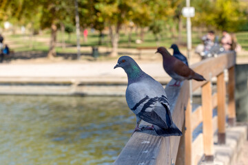 City doves sits close-up on the railing by the pood