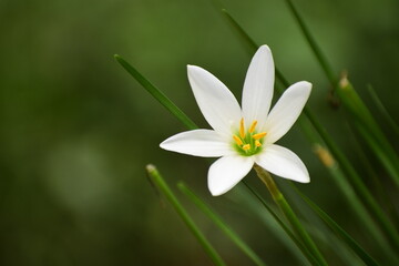 white flower on green background