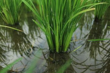 Fototapeta premium A month old rice plant that grows well looks green and filled with water to maintain the health of the rice so that it can grow well