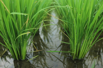 A month old rice plant that grows well looks green and filled with water to maintain the health of the rice so that it can grow well