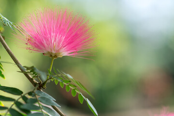 Australian Bottle Brush Plant with pink bloom; Myrtaceae family