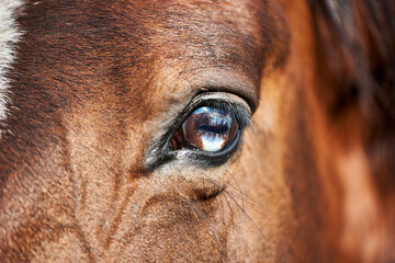 Beautiful eye of the bay horse closeup. Brown eye with a blue spot. Unique marking