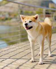 Portrait of beautiful Japanese red Akita dog standing in the field at nearby river. A portrait has copy space 