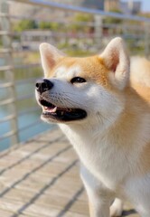 Portrait of beautiful Japanese red Akita dog standing in the field at nearby river. A portrait has copy space 