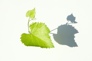 green leaf on plain background