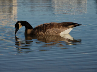 Canada goose with bill in water